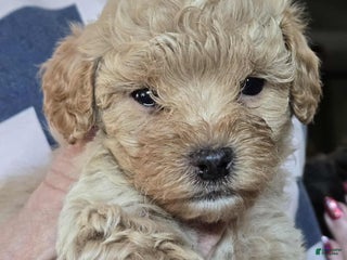 Goldendoodle dogs - Ad 3