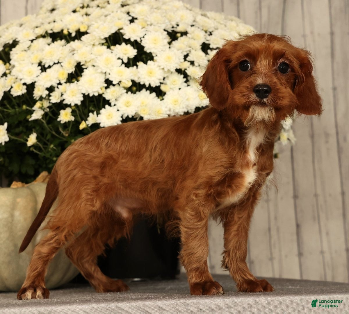 Cavapoo dogs Isaac - Ad 1