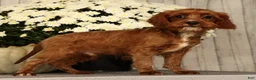 Cavapoo dogs for sale: Isaac - Ad 1