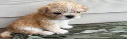 Shihpoo dogs for sale: Shihpoo 4 - Ad 2