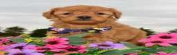 Mini Goldendoodle dogs for sale: Mini Greta - Ad 7