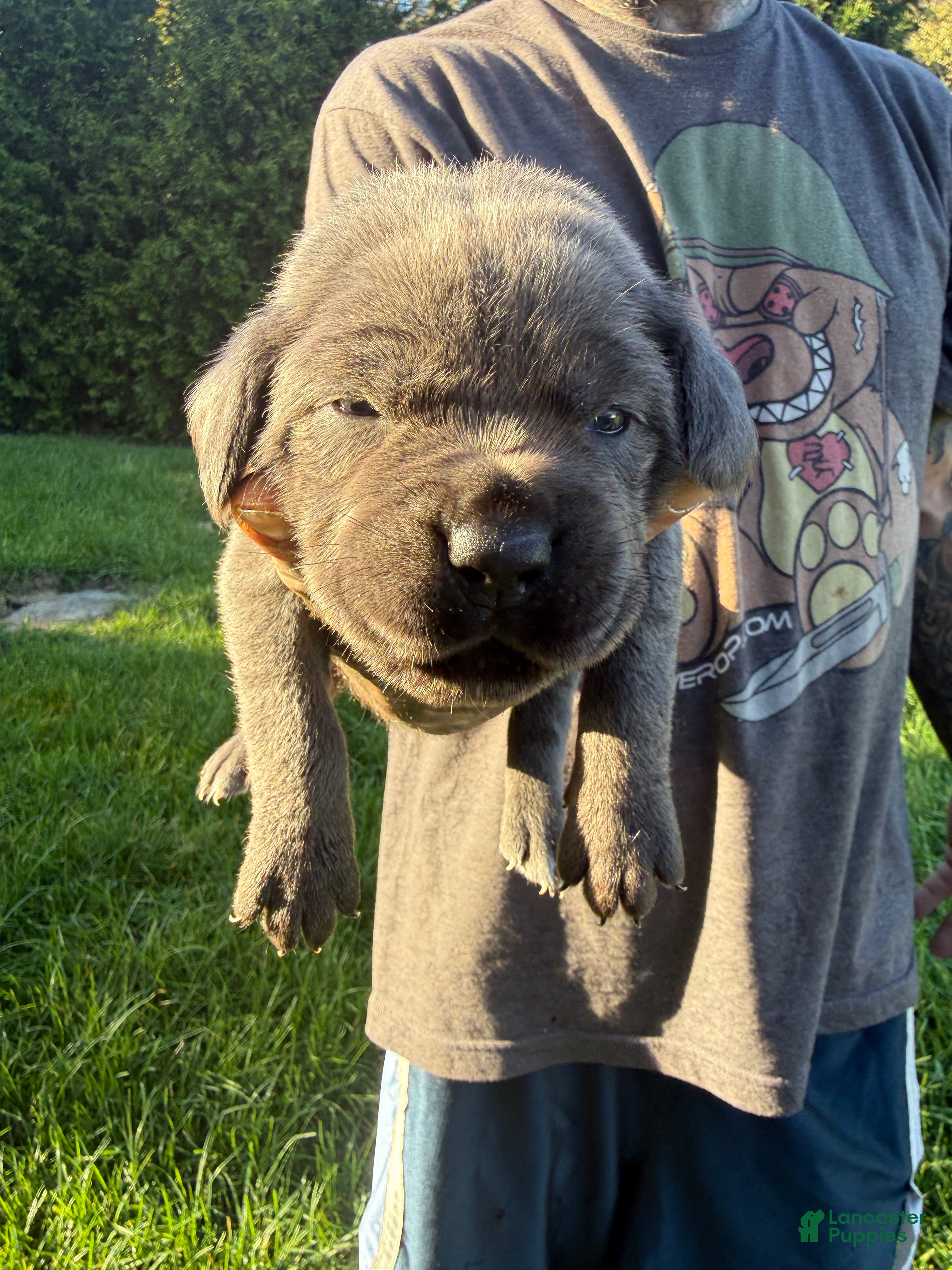 Cane Corso dogs for sale: Lucy - Ad 6