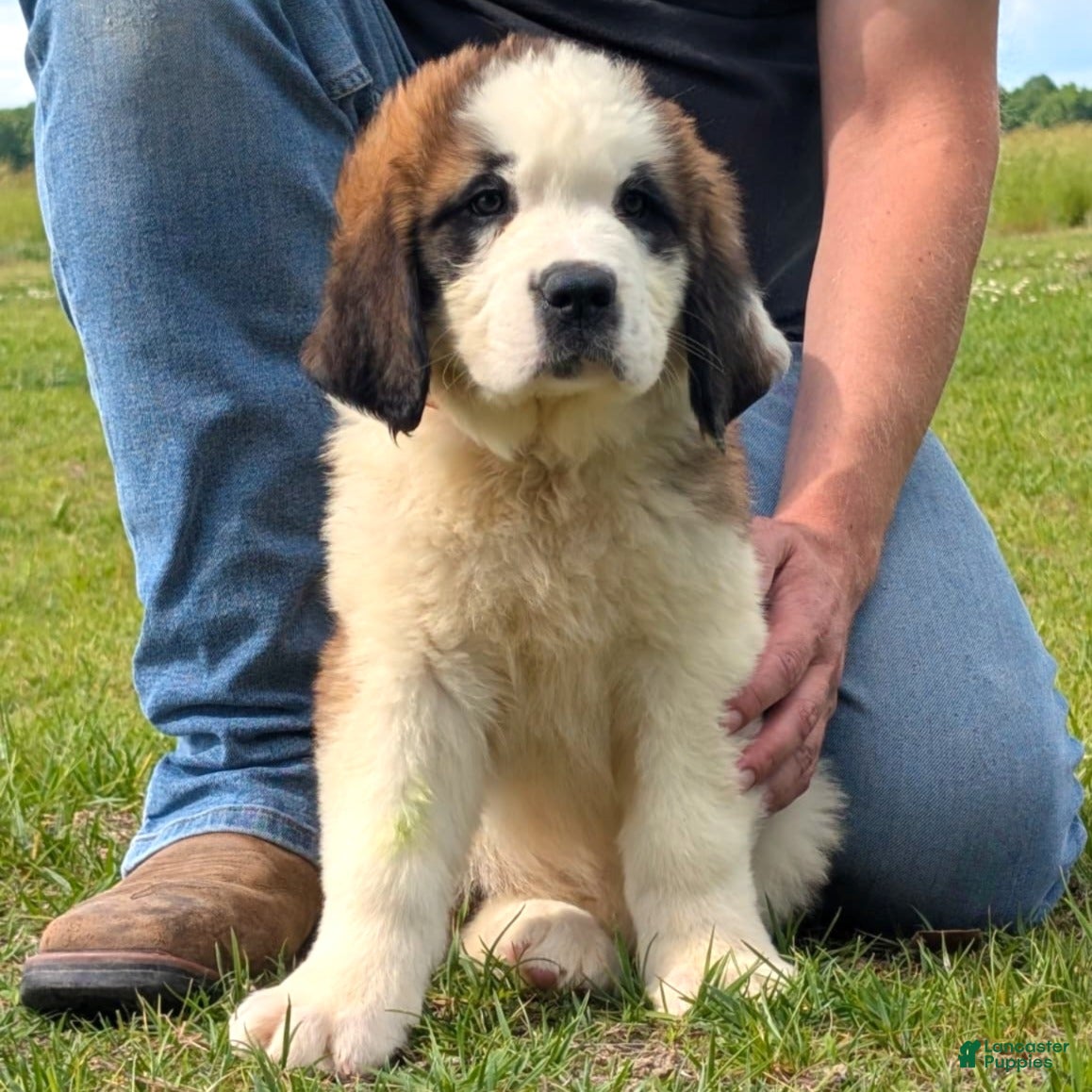 Saint Bernard dogs Breeze - Ad 1