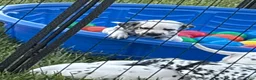 Dalmatian dogs for sale: Dalmatian 3 - Ad 3