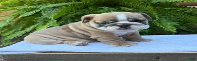 Baxter 