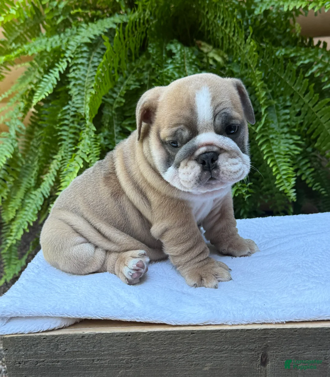 English Bulldog dogs for sale: Baxter  - Ad 1
