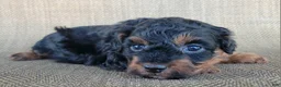 Shihpoo dogs for sale: Maui  - Ad 4