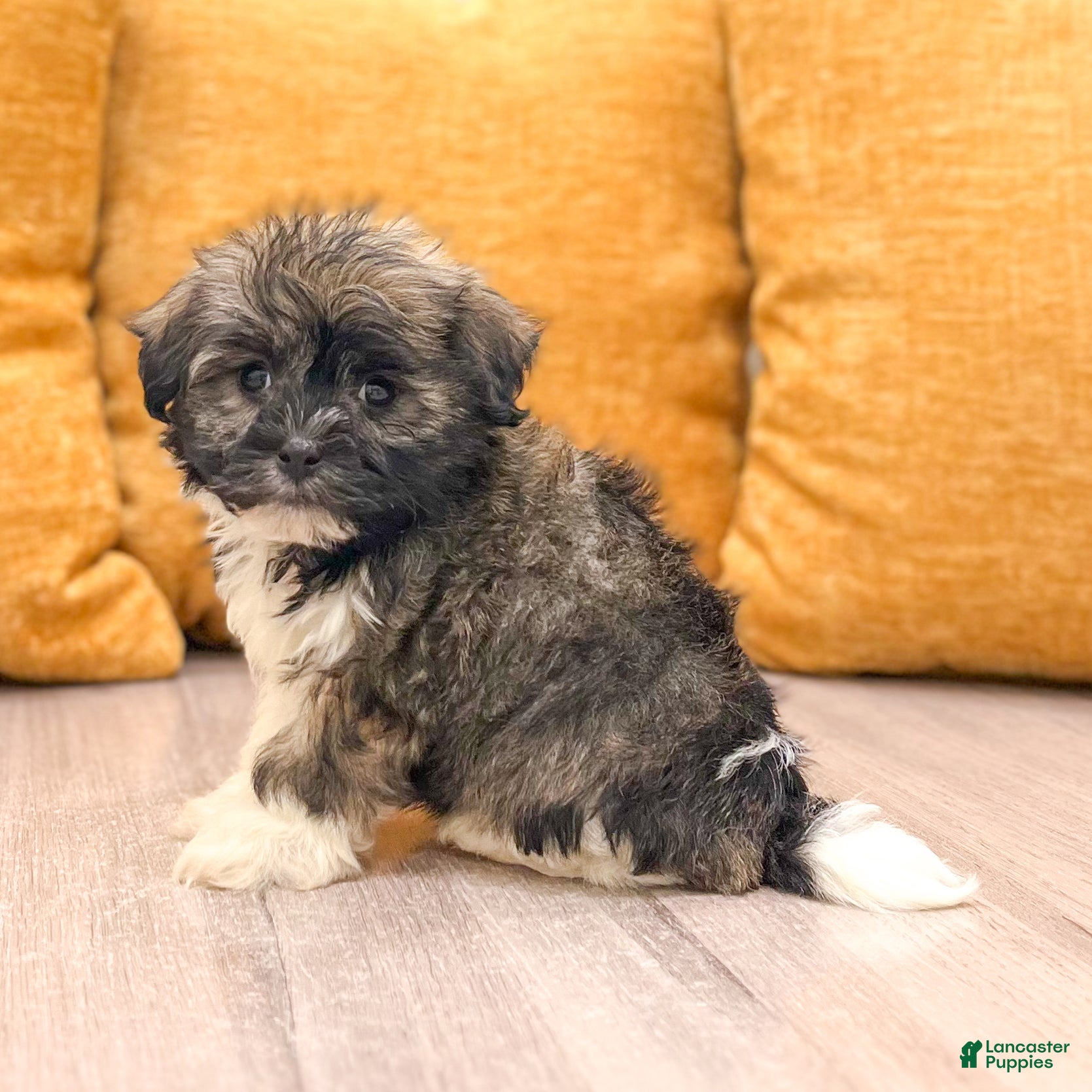 Havanese dogs Ace - Ad 1