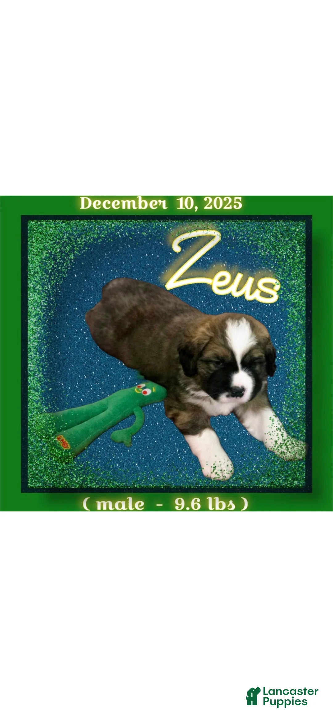 Mixed Breed dogs for sale: Zues - Ad 2