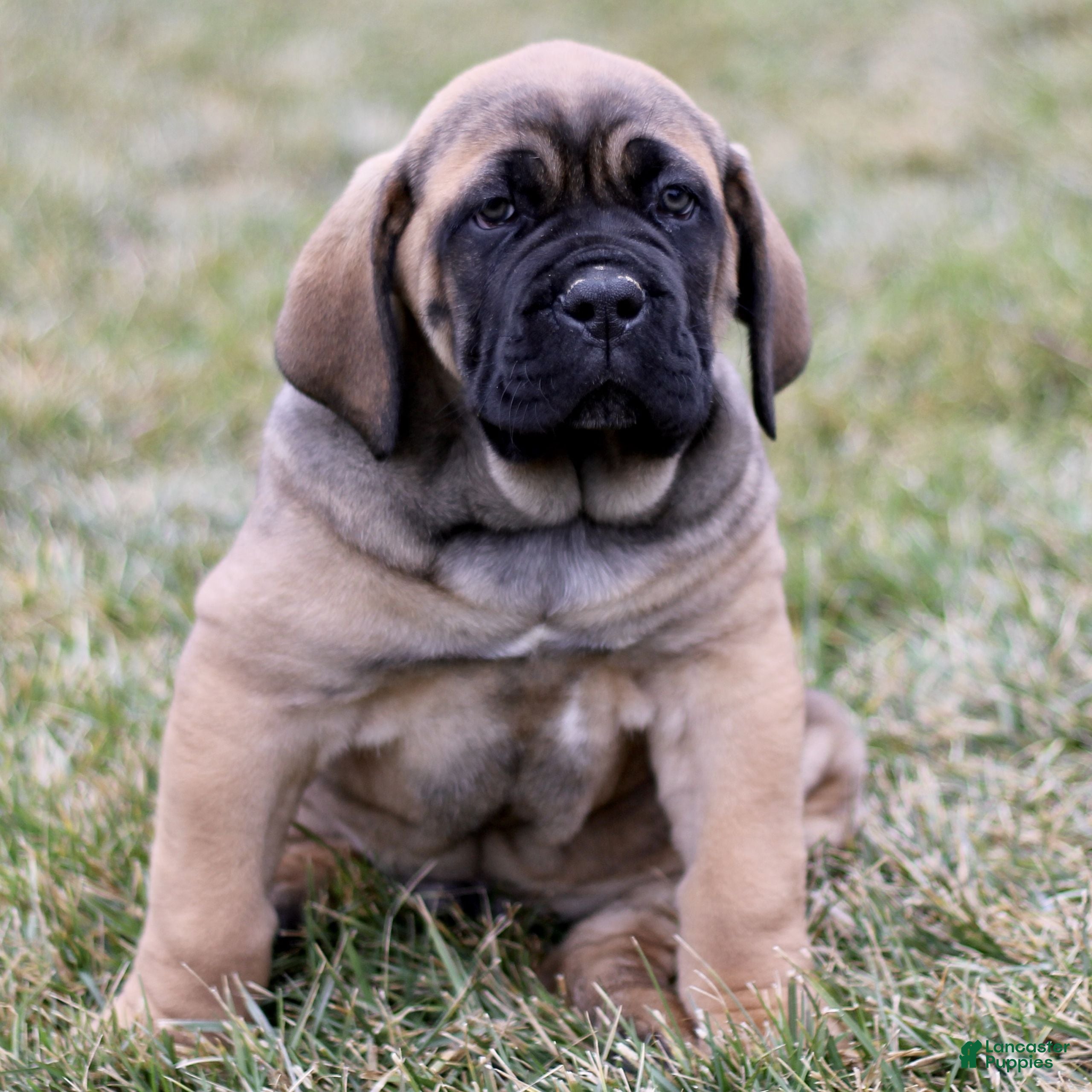 Cane Corso dogs Nico  - Ad 1