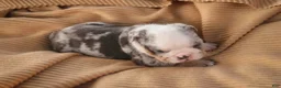 English Bulldog dogs for sale: Sebastian English Bulldog  - Ad 4
