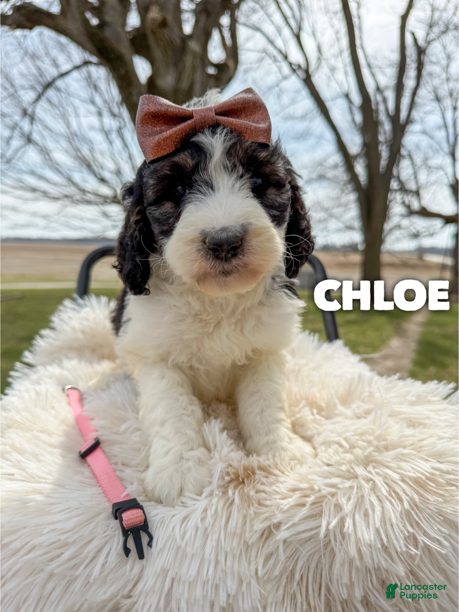 Saint Berdoodles dogs Chloe - Standard F1b - Ad 1