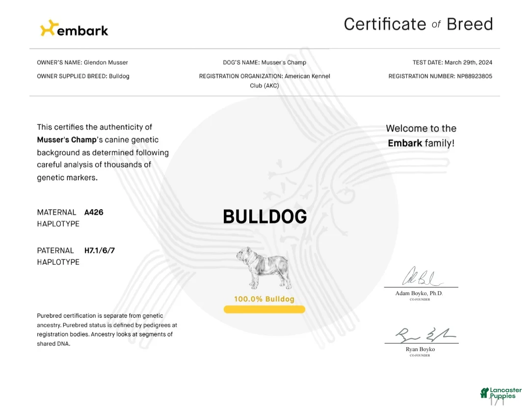 English Bulldog dogs for sale: English Bulldog 1 - Ad 4