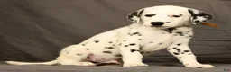 Dalmatian dogs for sale: Brock - Ad 3