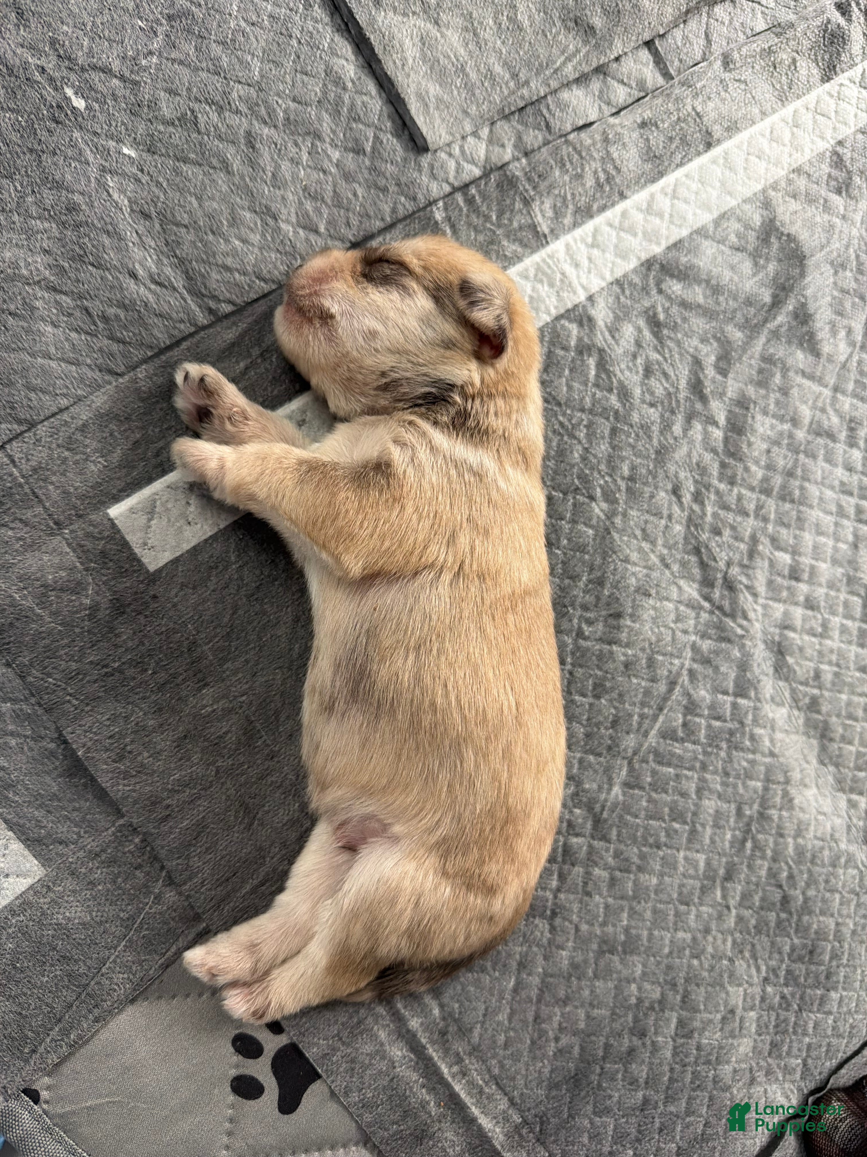 Miniature Schnauzer dogs Miniature Schnauzer Puppy 3 - Ad 12