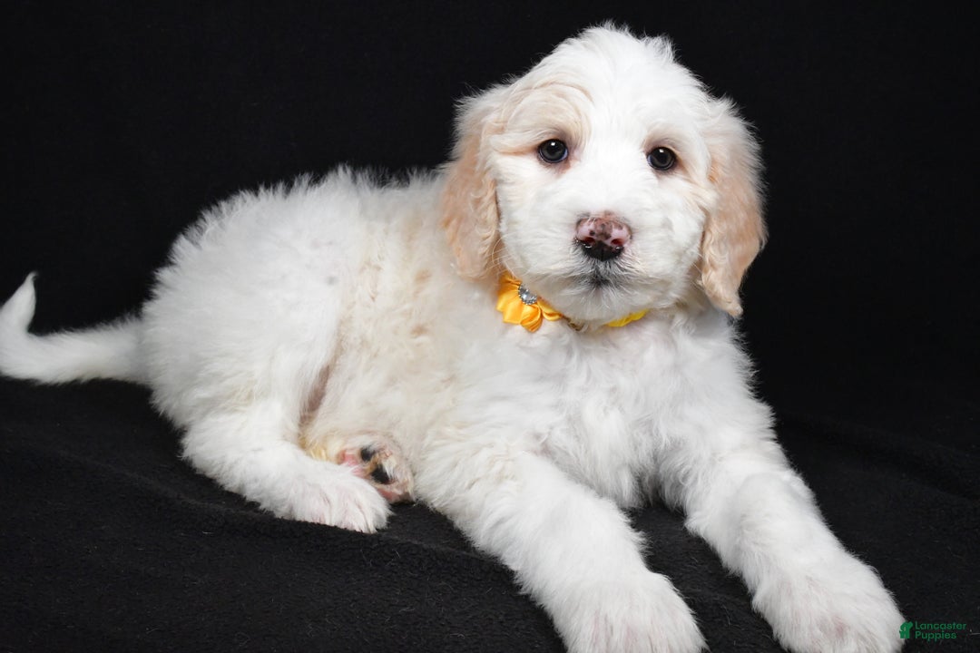 Sheepadoodle dogs for sale: Monica - Ad 1
