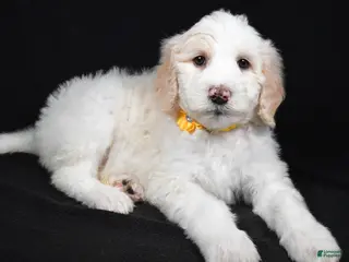 Sheepadoodle dogs Monica - Ad 19