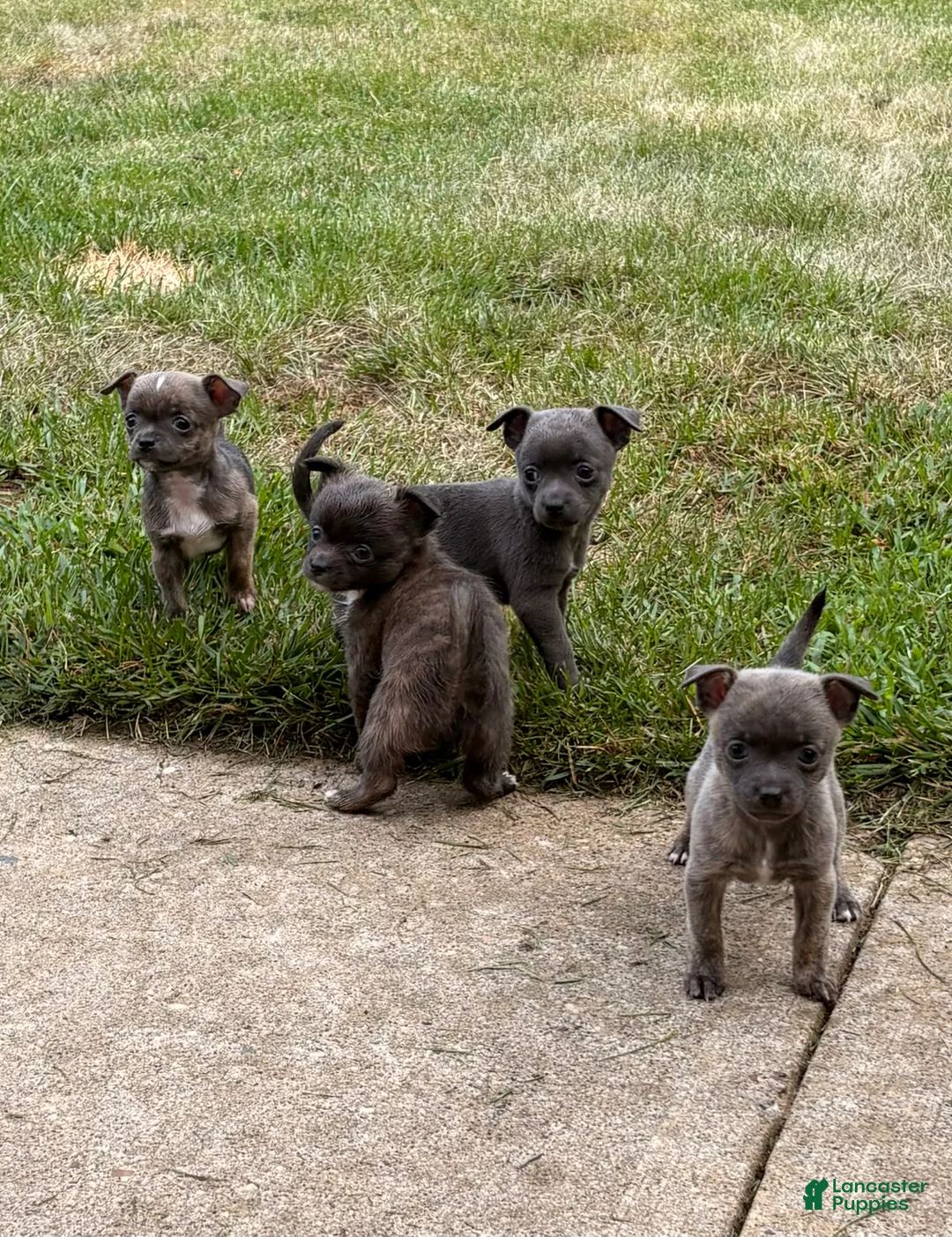 Chihuahua dogs for sale: Chihuahua 1 - Ad 1