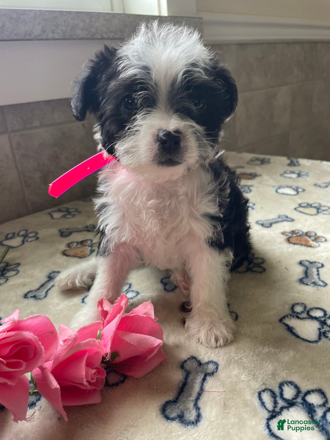 Mixed Breed dogs for sale: Waffles - Ad 4