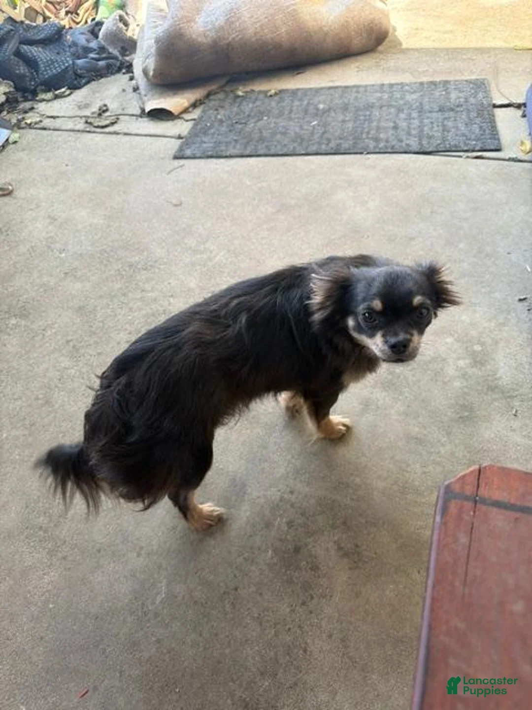 Chihuahua dogs for sale: Chihuahua 1 - Ad 3