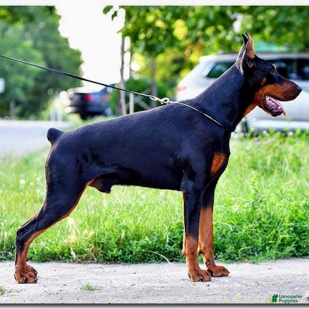 Doberman Pinscher dogs for sale: Pepper Jack - Ad 8
