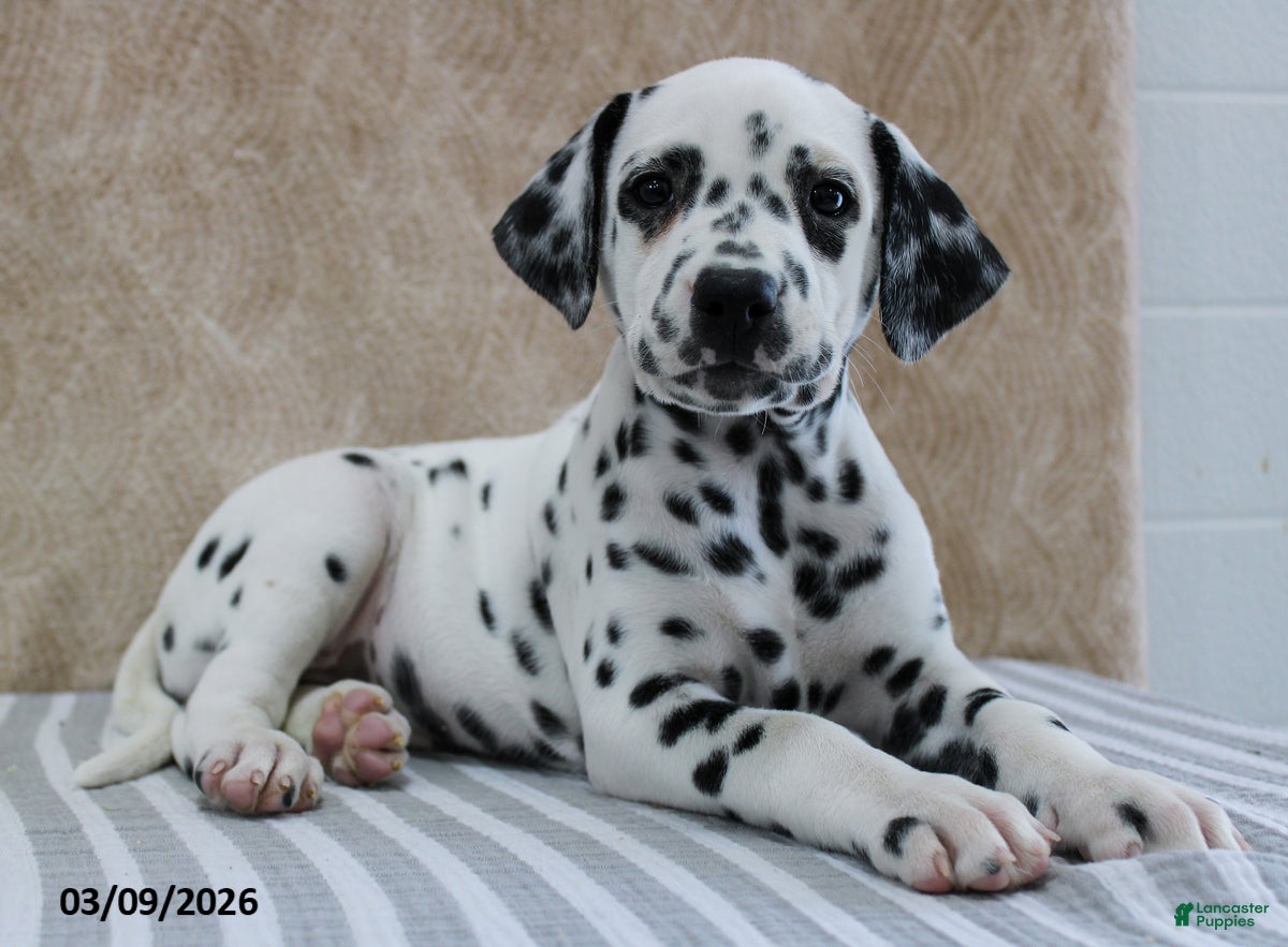 Dalmatian dogs Heidi - Ad 1