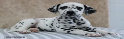 Dalmatian dogs for sale: Heidi - Ad 1