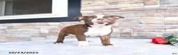 Boston Terrier dogs for sale: Emily - Ad 4