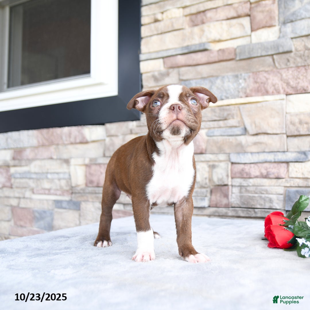 Boston Terrier dogs for sale: Emily - Ad 4