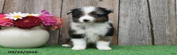 Miniature Australian Shepherd dogs for sale: Diamond - Ad 4