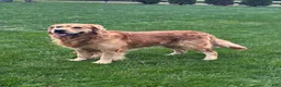 Golden Retriever dogs for sale: Brett - Ad 6