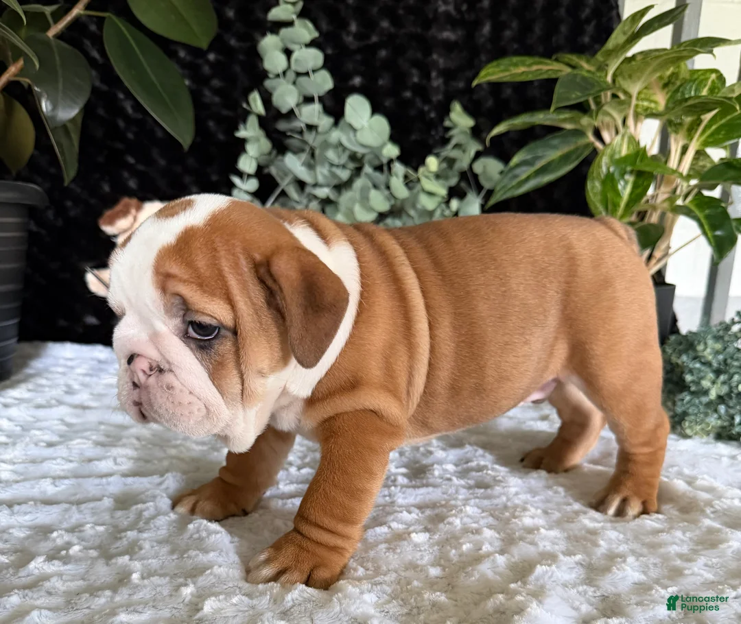 English Bulldog dogs for sale: Mack - Ad 4