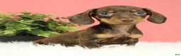 Miniature Dachshund dogs for sale: Pepper 🍩 - Ad 7