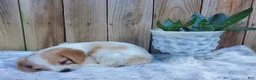 Cavachon dogs for sale: Bugle - Ad 4