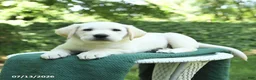 Labrador Retriever dogs for sale: Vince - Ad 3