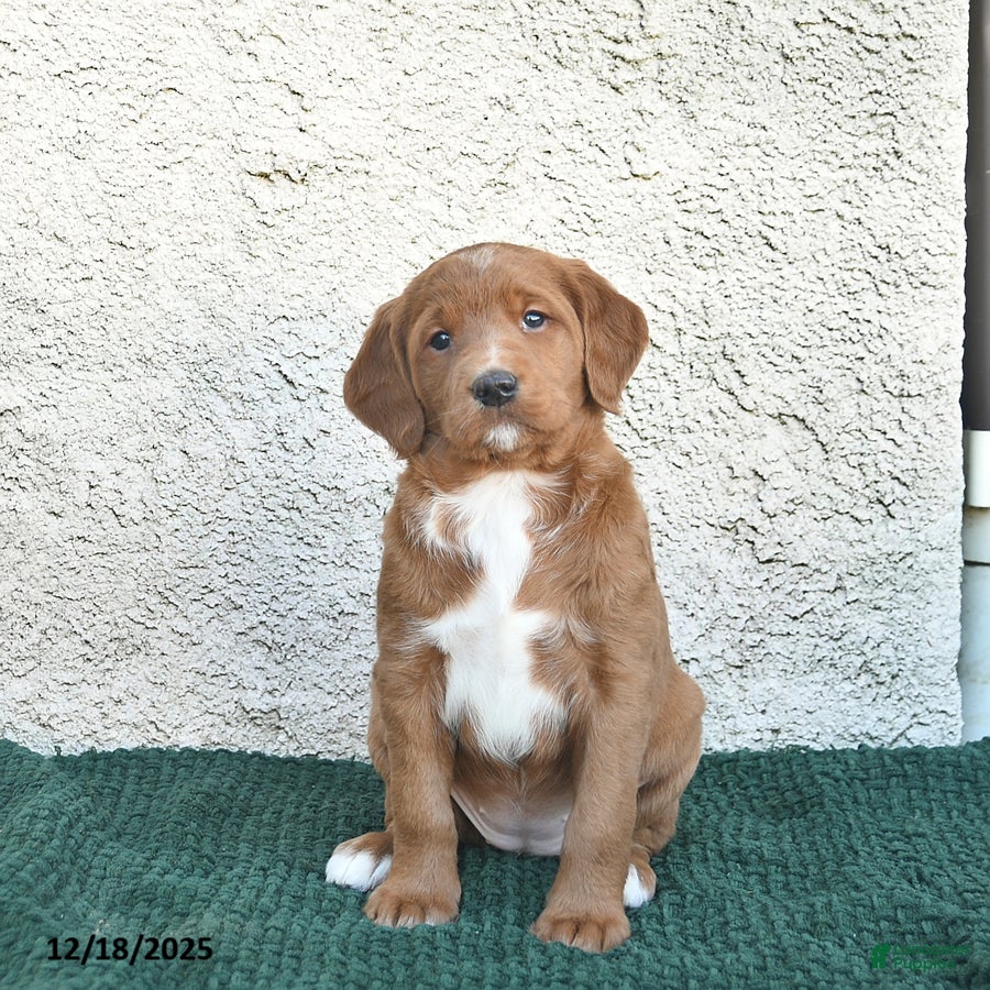 Labradoodle dogs Chestnut  - Ad 4