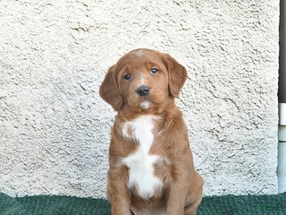 Labradoodle dogs Chestnut - Ad 4