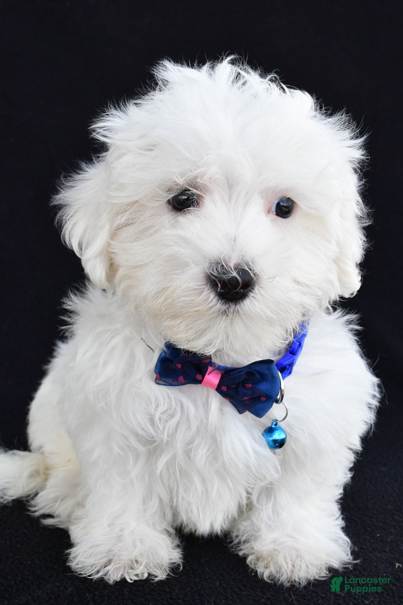 Maltese dogs Austin - Ad 2