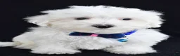 Maltese dogs for sale: Austin - Ad 2