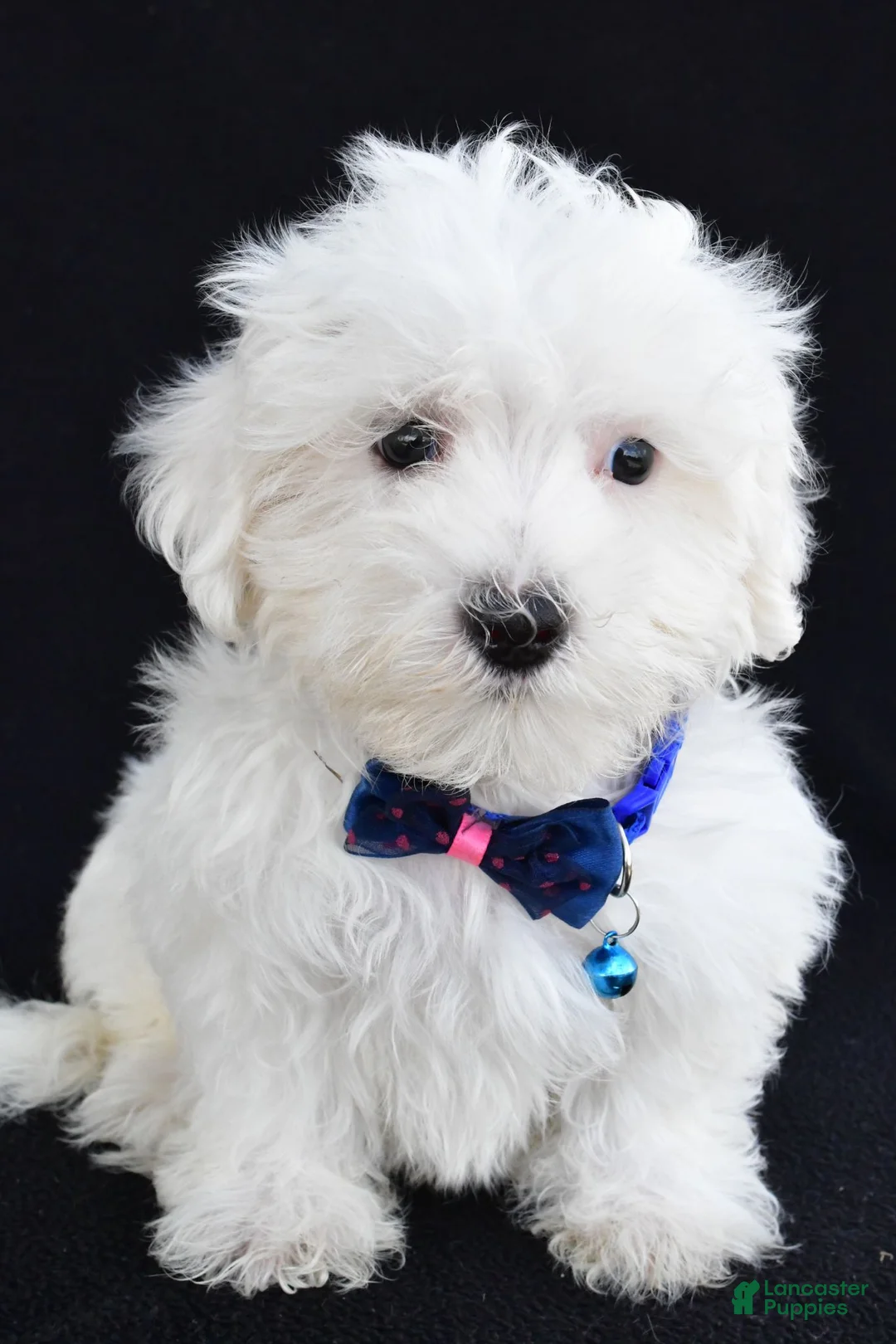 Maltese dogs for sale: Austin - Ad 2
