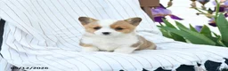 Welsh Corgi Pembroke dogs for sale: Chanel - Ad 3