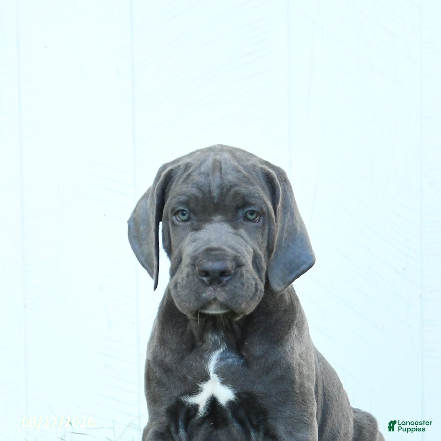 Cane Corso dogs Riggs - Ad 2