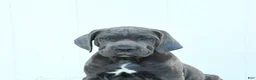 Cane Corso dogs for sale: Riggs - Ad 2