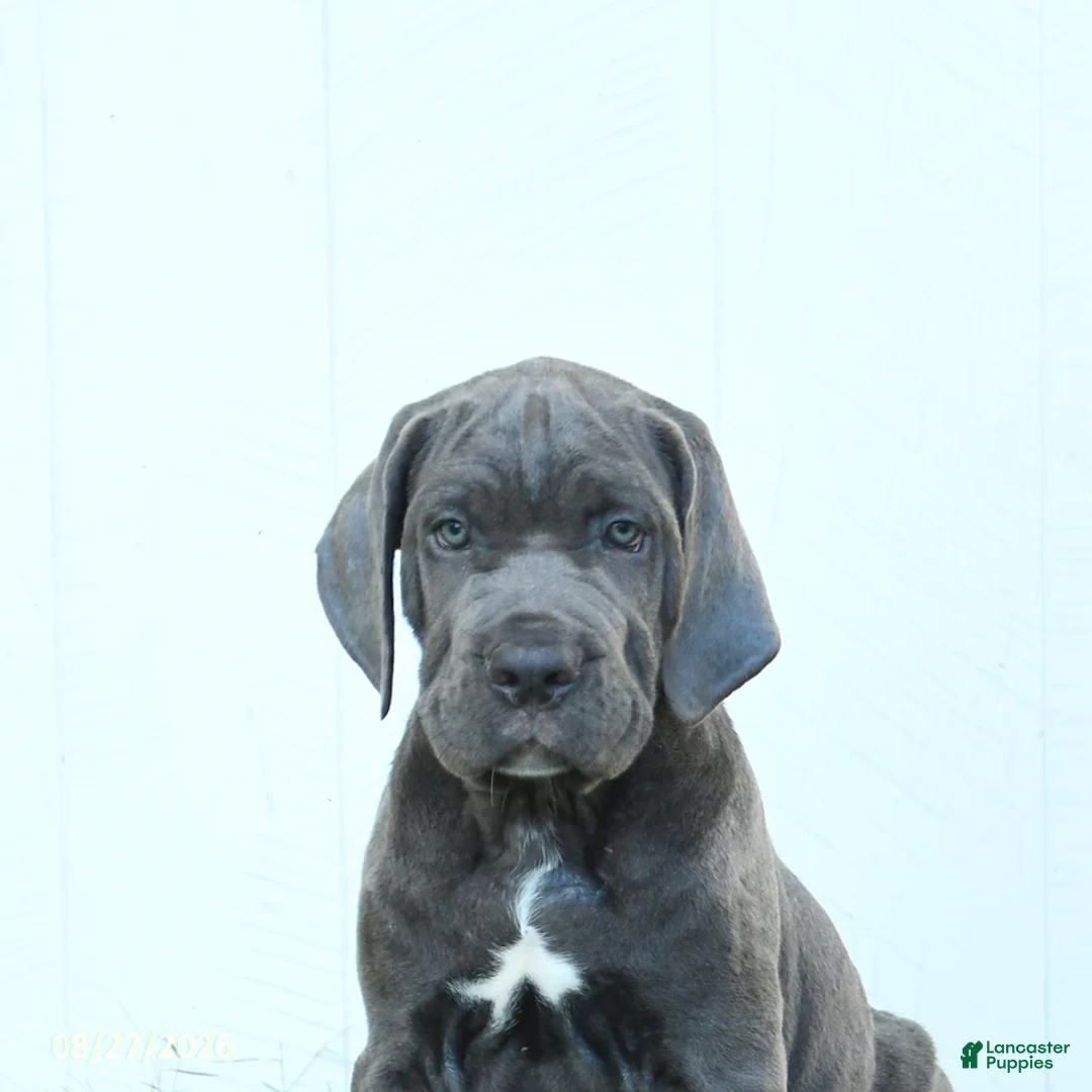 Cane Corso dogs for sale: Riggs - Ad 2