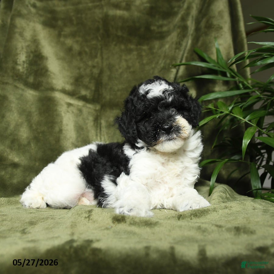 Miniature Poodle dogs Max - Ad 2