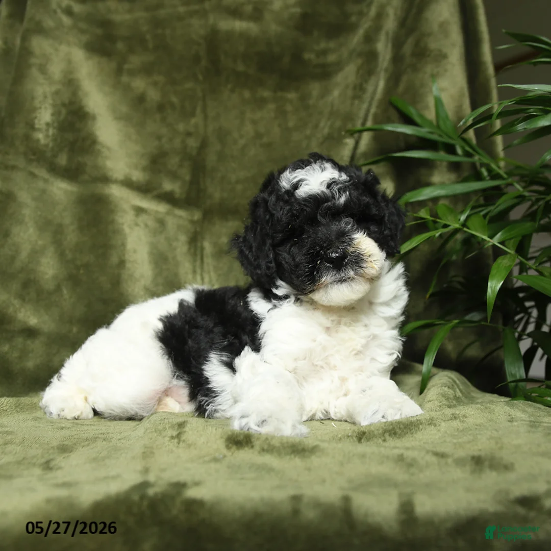 Miniature Poodle dogs for sale: Max - Ad 2