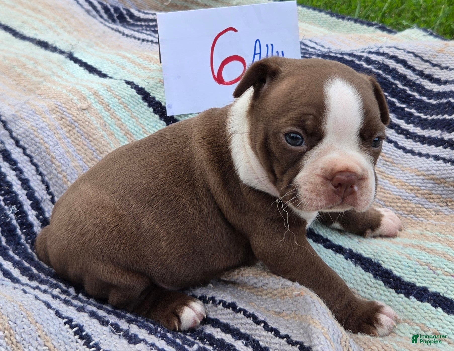 Boston Terrier dogs Ally Boston Terrier 6 - Ad 5