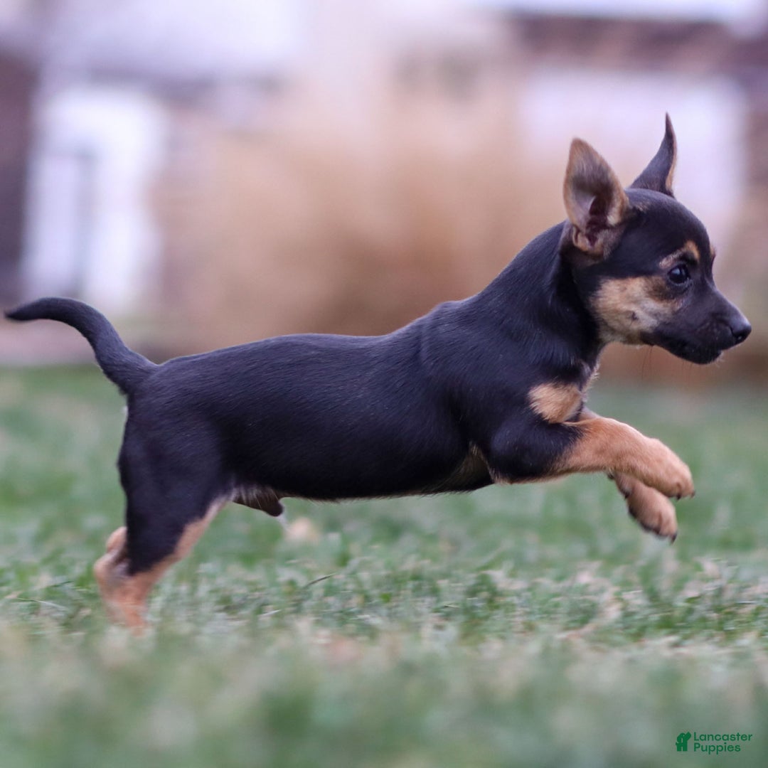 Chihuahua dogs for sale: Preston - Ad 2