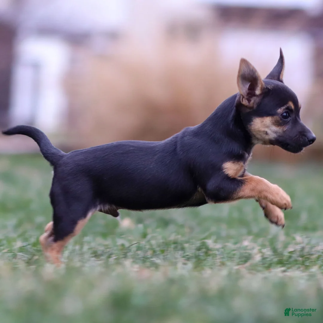 Chihuahua dogs for sale: Preston - Ad 13