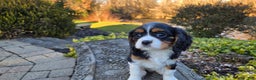 Cavalier King Charles Spaniel dogs for sale: Vicky - Ad 10
